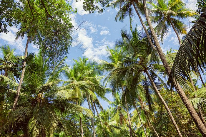 热带植物树木椰子树