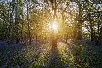 阳光照射的树林摄影图