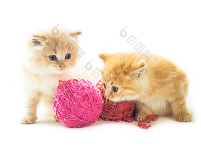 两只可爱的小猫玩毛线团