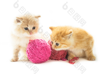 两只<strong>可爱的</strong>小猫玩毛线团