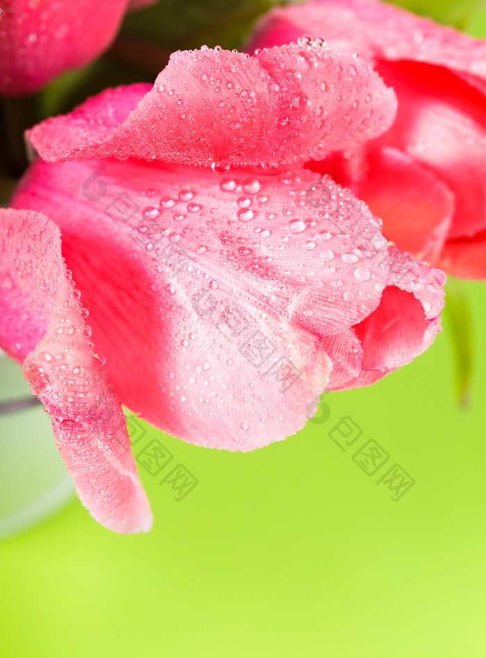 粉色花瓣上的露水