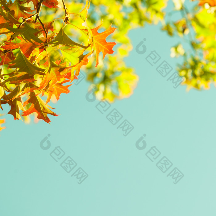 绿色树叶树枝摄影图