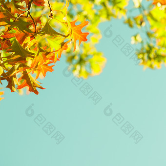 绿色树叶树枝摄影图