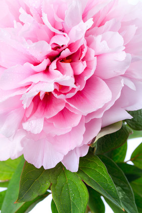 盛开的粉色牡丹花