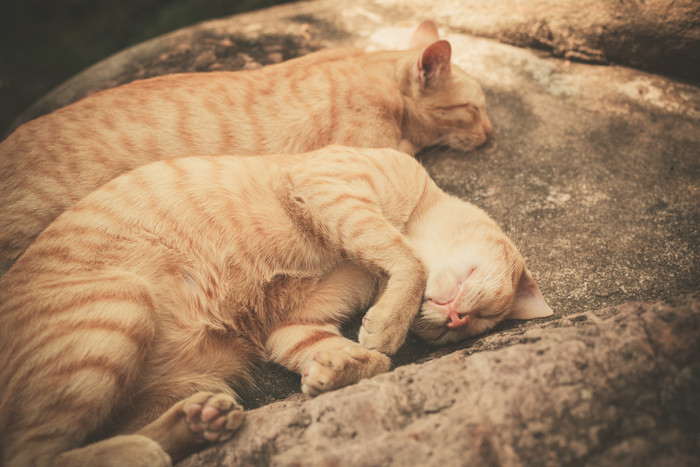 睡着的小喵咪摄影图