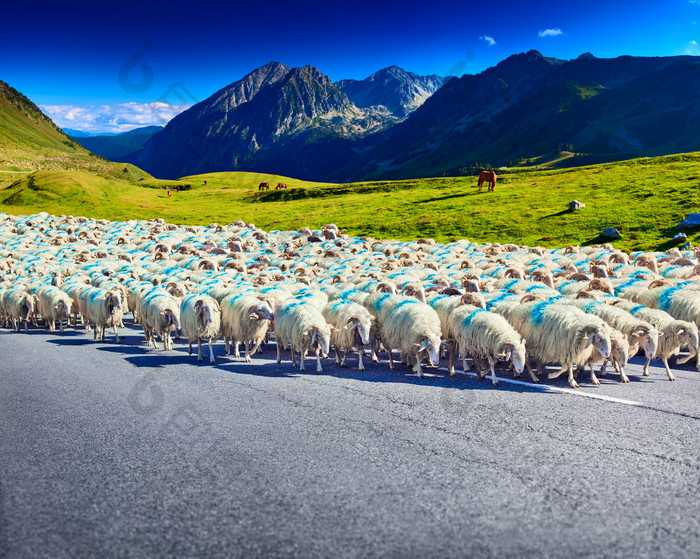 蓝色调山下的羊群摄影图