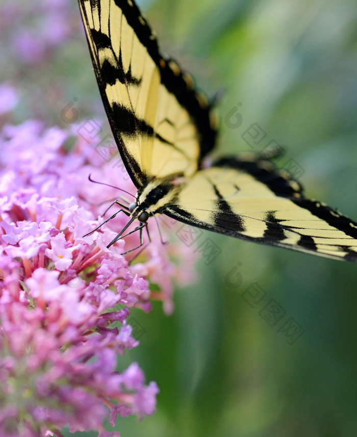唯美花中的蝴蝶摄影图