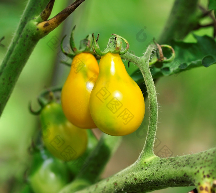 绿色调未成熟的柿子摄影图