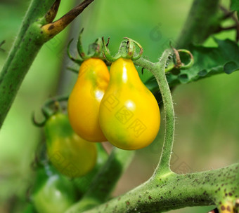 绿色调未成熟的柿子摄影图