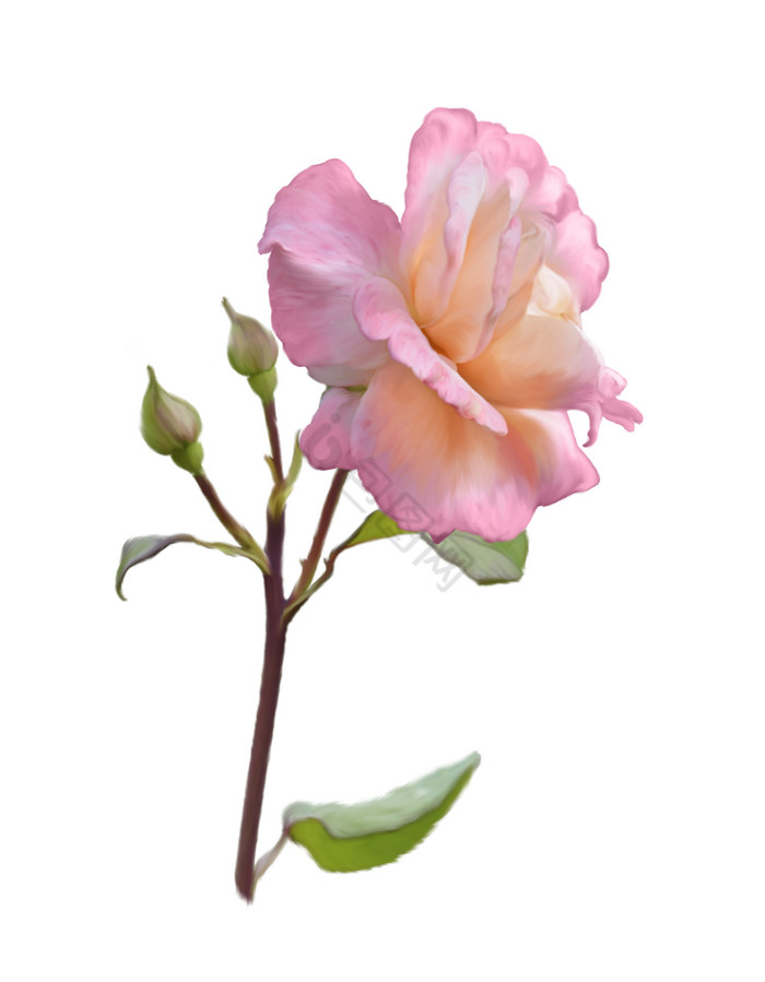 粉色植物花朵花枝图片