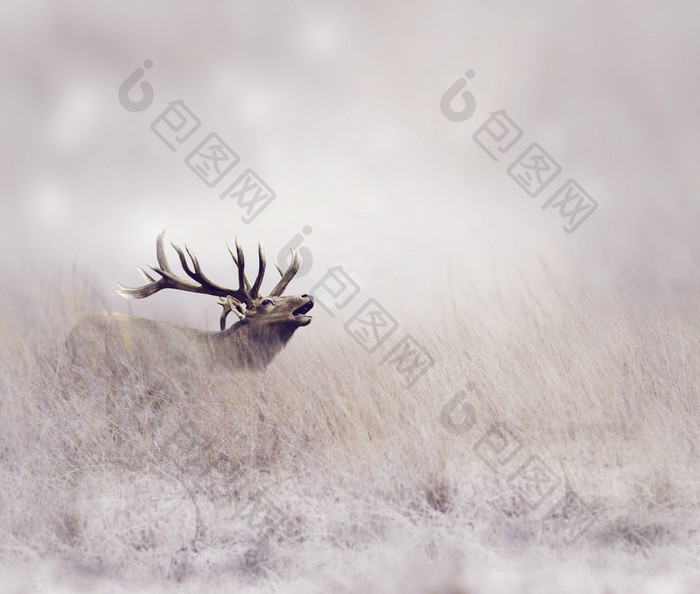 原野咆哮的小鹿摄影图