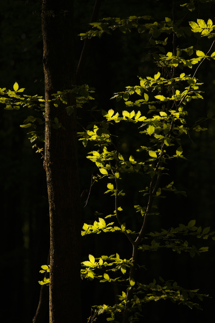 黑暗中的树木树干