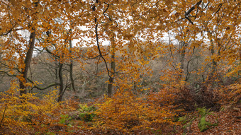 深秋黄色树林山林