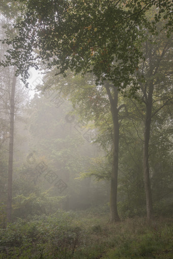 薄雾笼罩的树林摄影图