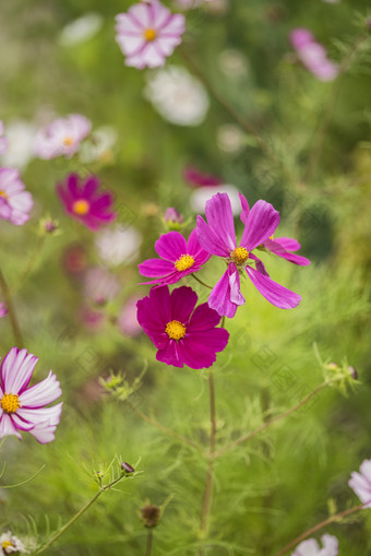 红色<strong>小花植物</strong>摄影图