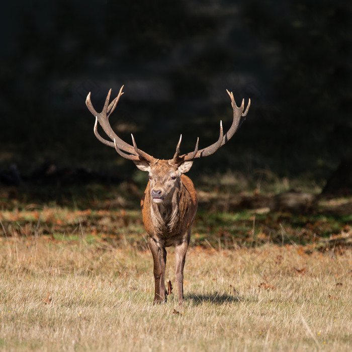 红色的赤色的鹿角cervus