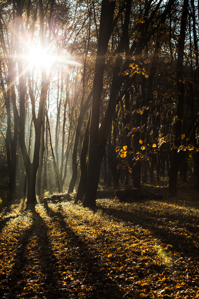 秋天阳光下的树林