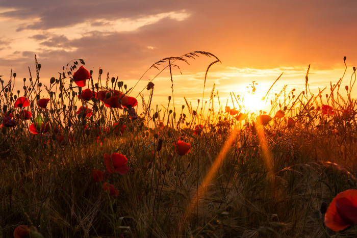 阳光下草原上的红色小花
