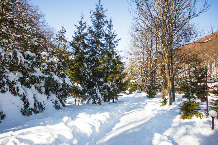 冬季树林白雪景色