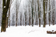 户外树林中的雪景