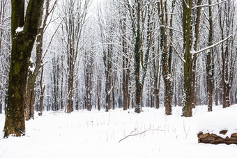 户外树林中的<strong>雪景</strong>