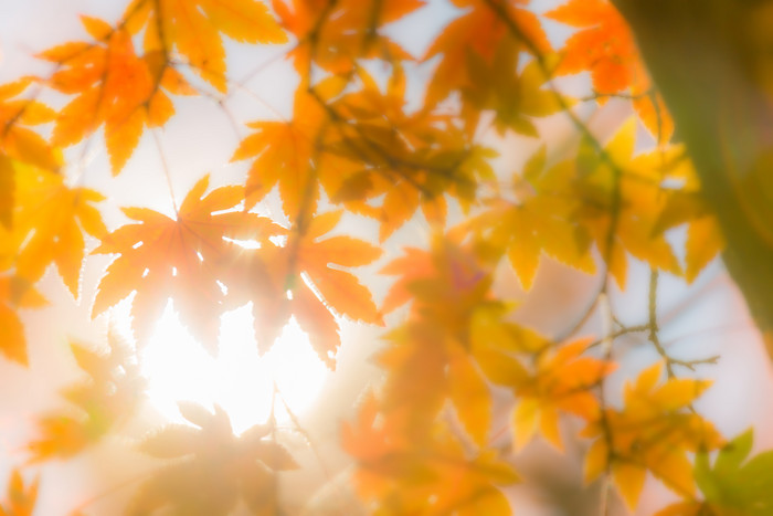 阳光下的枫叶摄影图