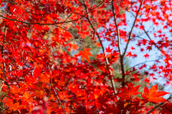 红色调枫树叶摄影图