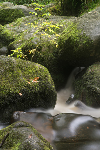 山林青苔岩石流水