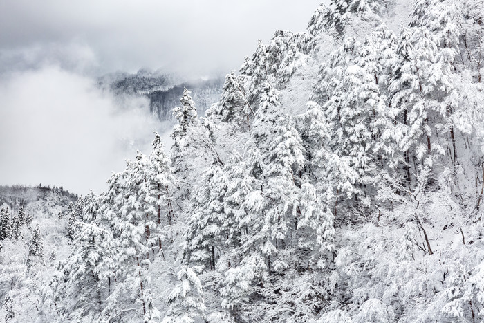 冬季雪白的森林树木摄影图