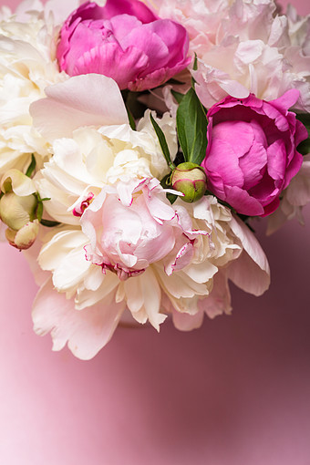 鲜花绽放的玫瑰花图片下载