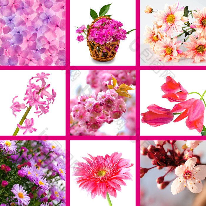 九宫格粉色鲜花摄影图