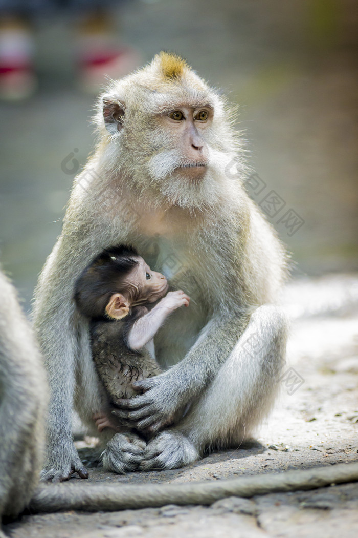 吃母乳的猴子婴儿