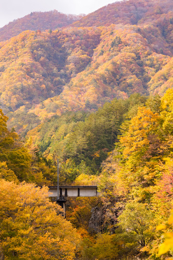 秋天<strong>秋季植物</strong>摄影图