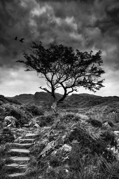 黑白风格山顶的树摄影图