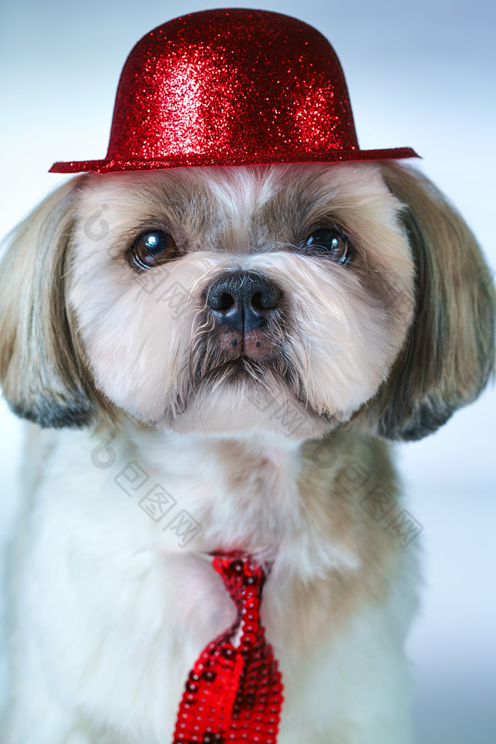 戴着红帽子的小狗