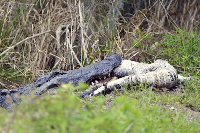 暗色调捕食的大鳄鱼摄影图