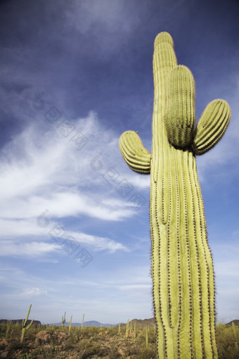 蓝色调沙漠中的植物摄影图
