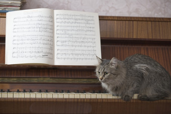 暗色调钢琴上的猫摄影图