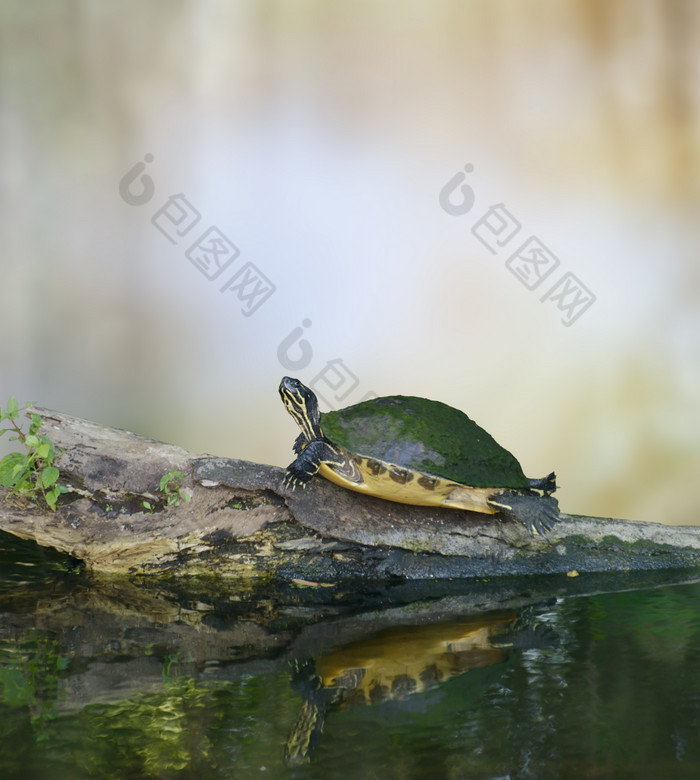 河边的绿色乌龟摄影图