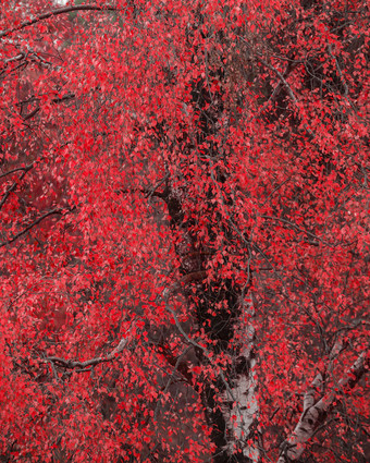 漂亮的红叶枫叶摄影图