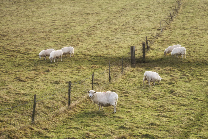 牧场吃草的羊摄影图