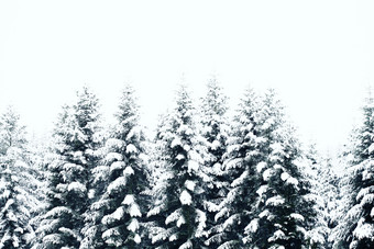 冬天下过雪的树林