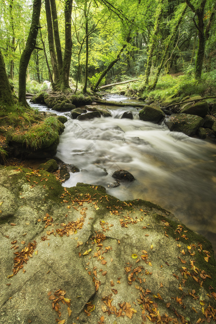 清新树林中的小溪摄影图
