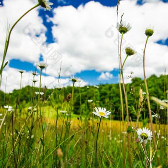 草地上的植物<strong>洋甘菊</strong>