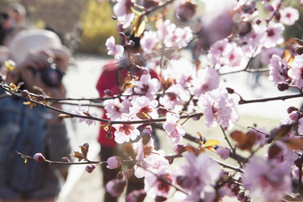 公园粉色<strong>樱花摄影</strong>图