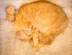 可爱的小猫躺着耳朵毛茸茸的动物宠物照片