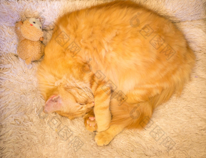 可爱的小猫躺着耳朵毛茸茸的动物宠物照片