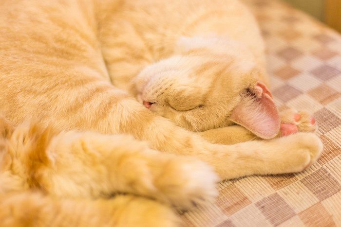 可爱的小猫躺着耳朵毛茸茸的动物宠物图片