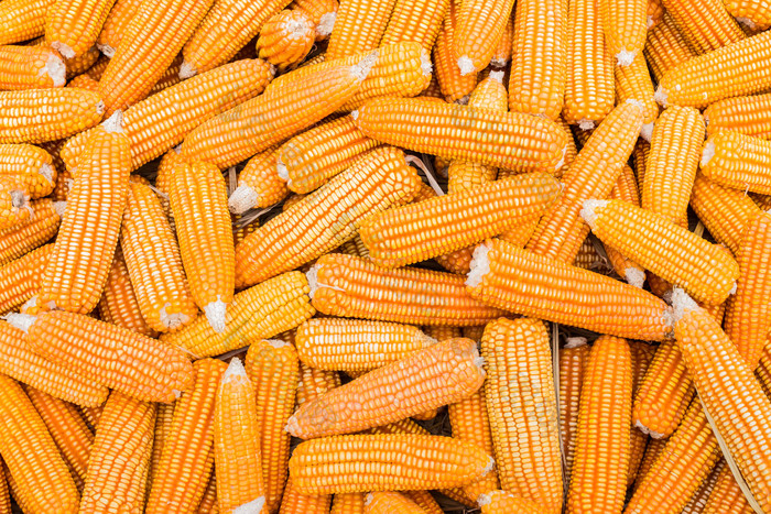 玉米农作物农业成熟秋天收割丰收摄影图片