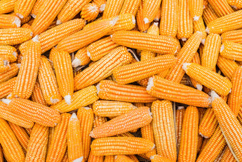 玉米<strong>农作物农业</strong>成熟秋天收割丰收摄影图片